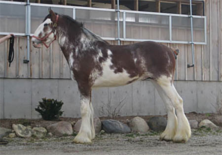 Ambro Jason - Young Clydesdale Stallion At Stud